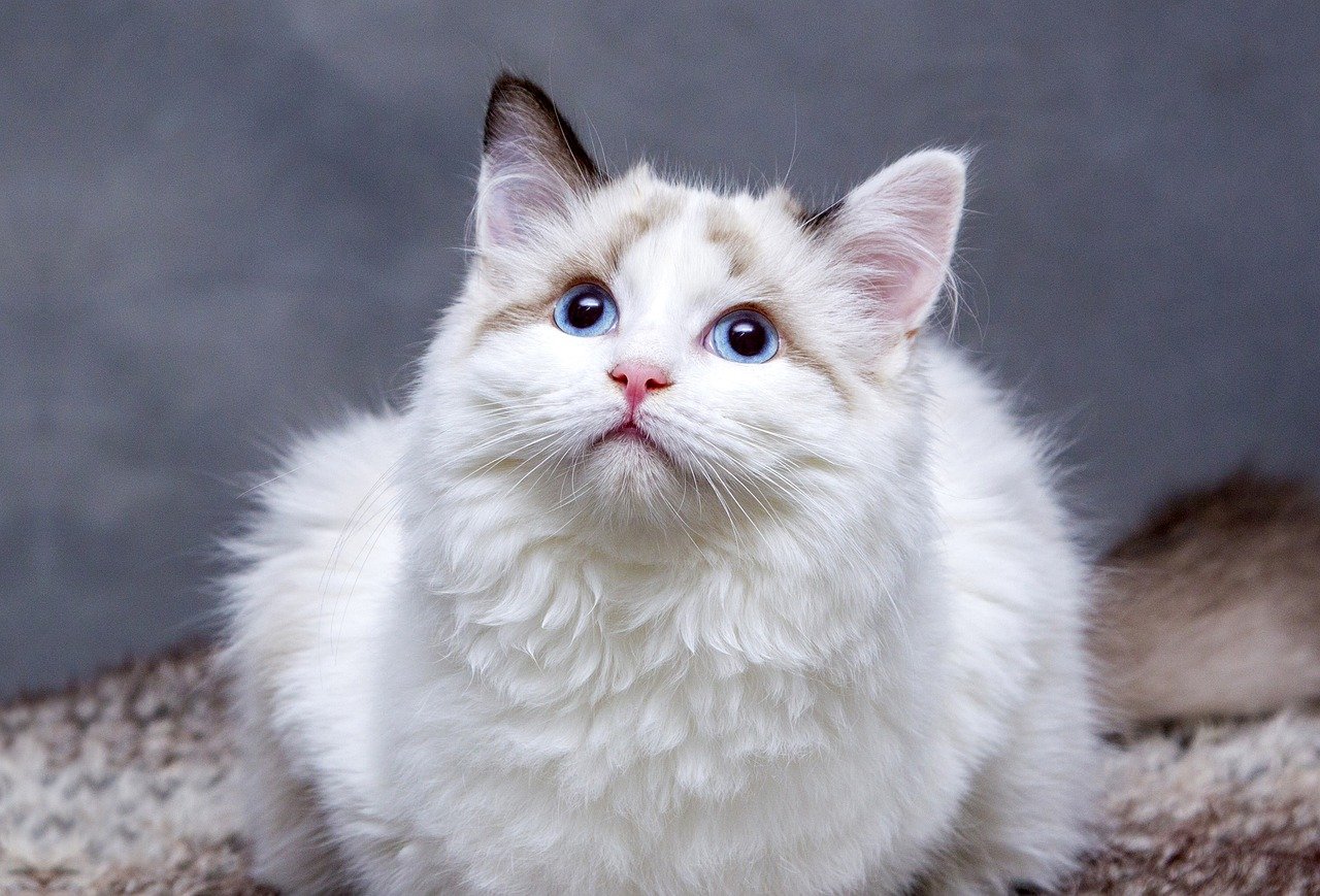 How to Make Eco-Friendly Pet Choices